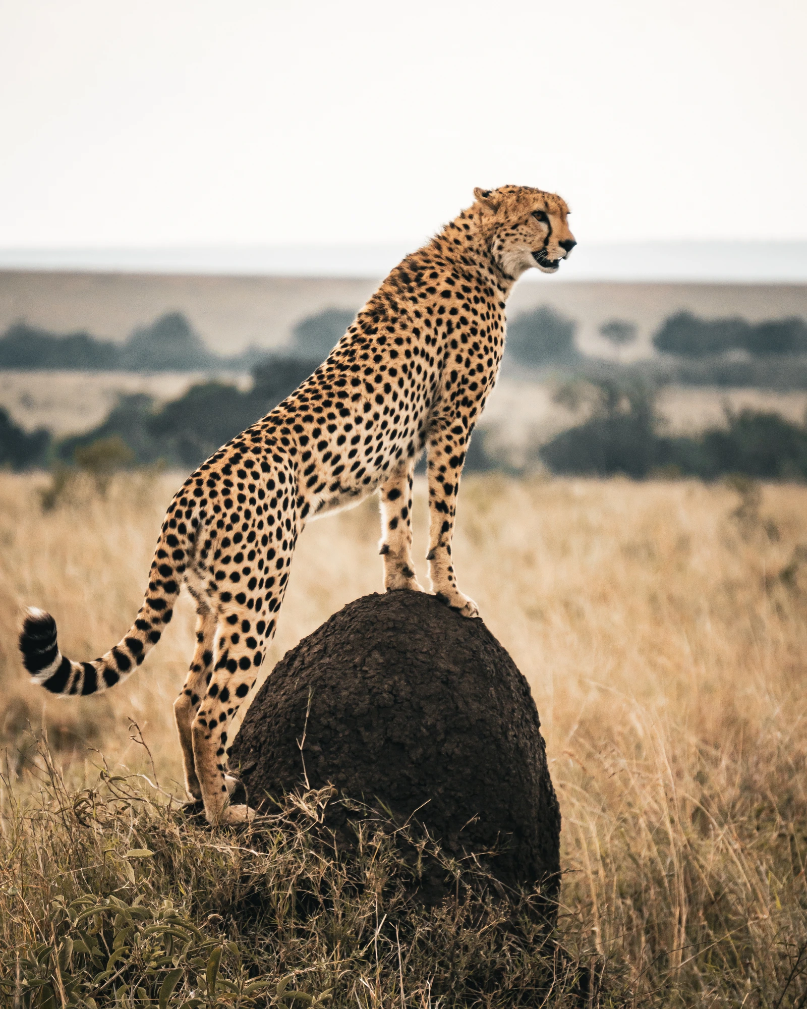 Cheetah scanning the plains at sunrise