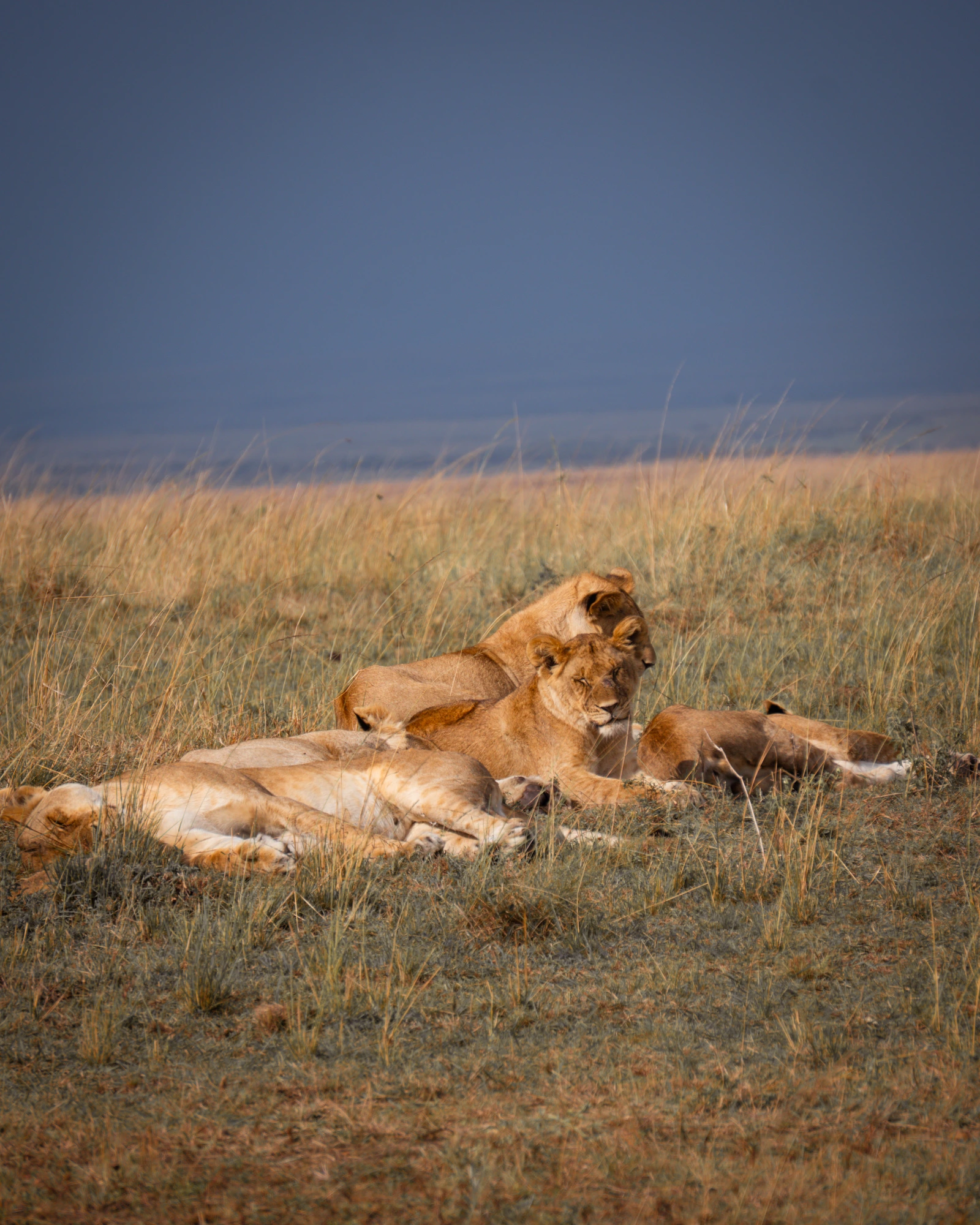 Kenya: How We Fell in Love with the Masai Mara