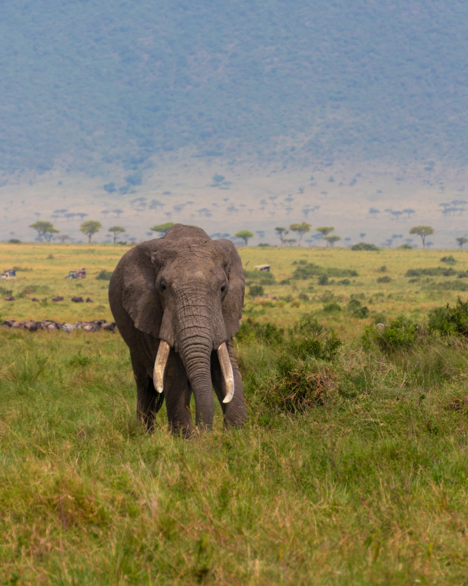 A lone bull elephant in Amboseli