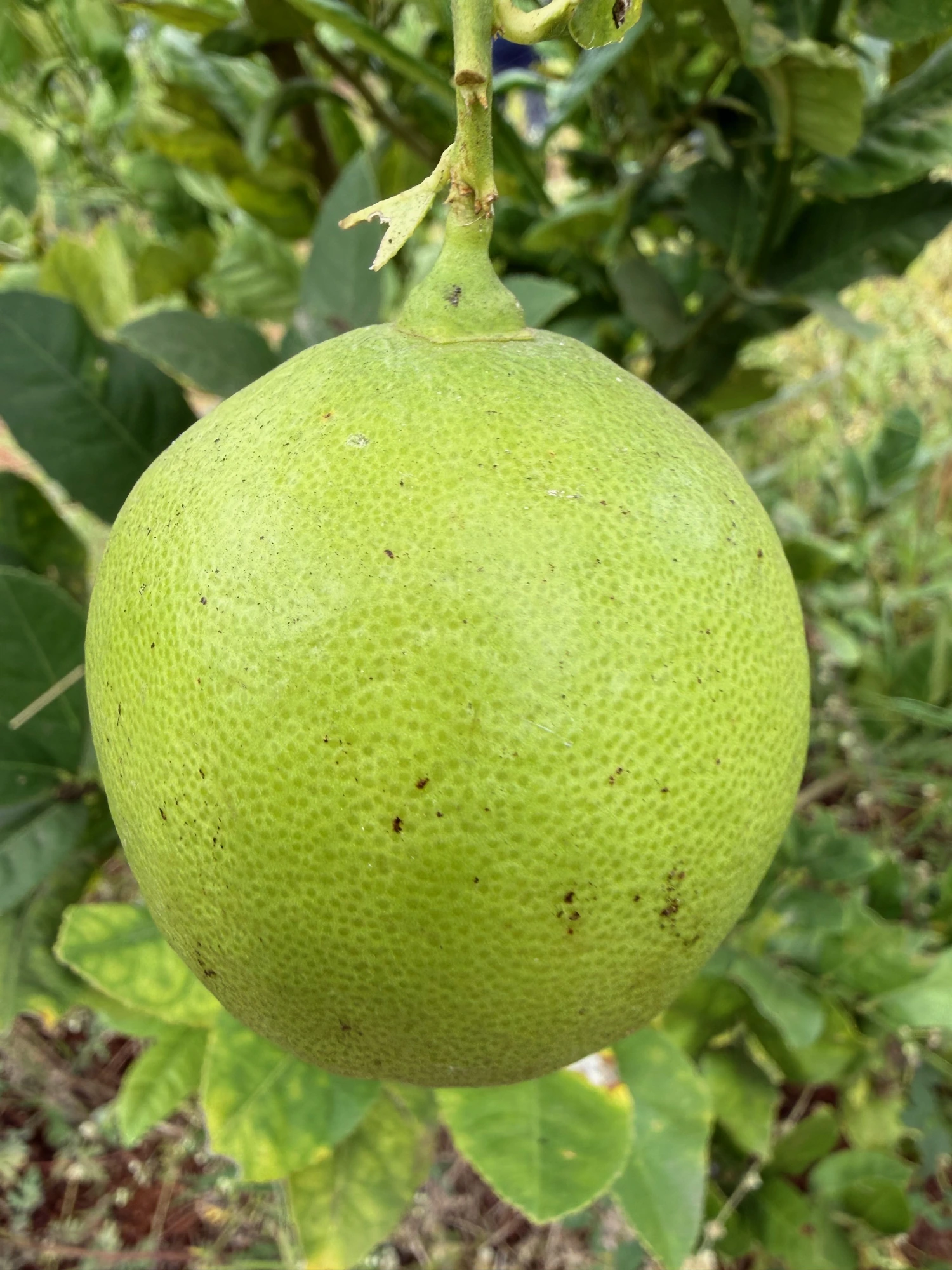 Organic Pomelo grown at Bilva Farms