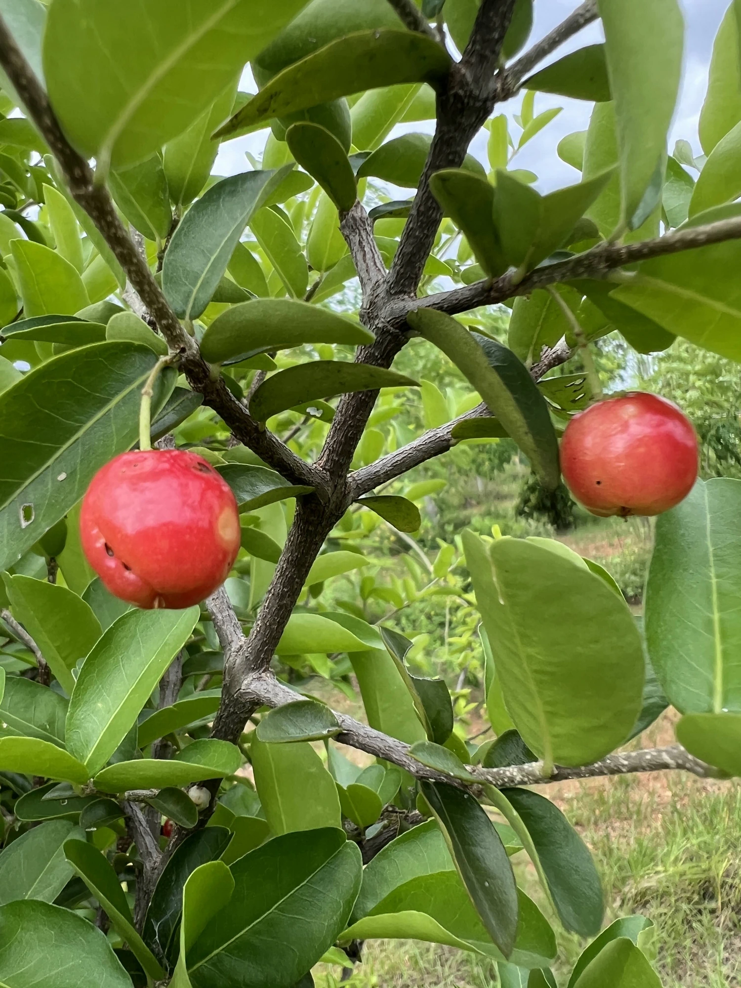 Organic Barbados Cherry grown at Bilva Farms