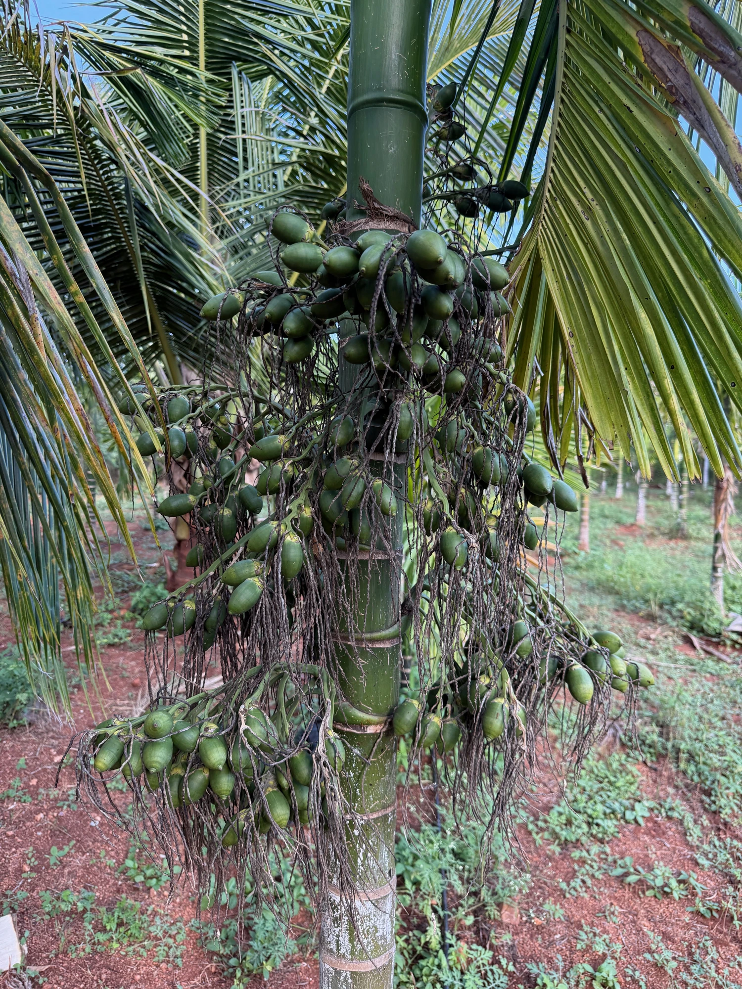 Organic Areca Nut grown at Bilva Farms