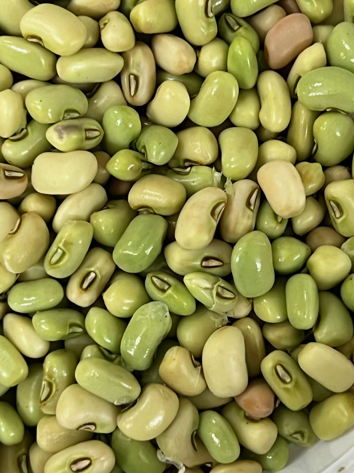 Organic Cow Pea grown at Bilva Farms