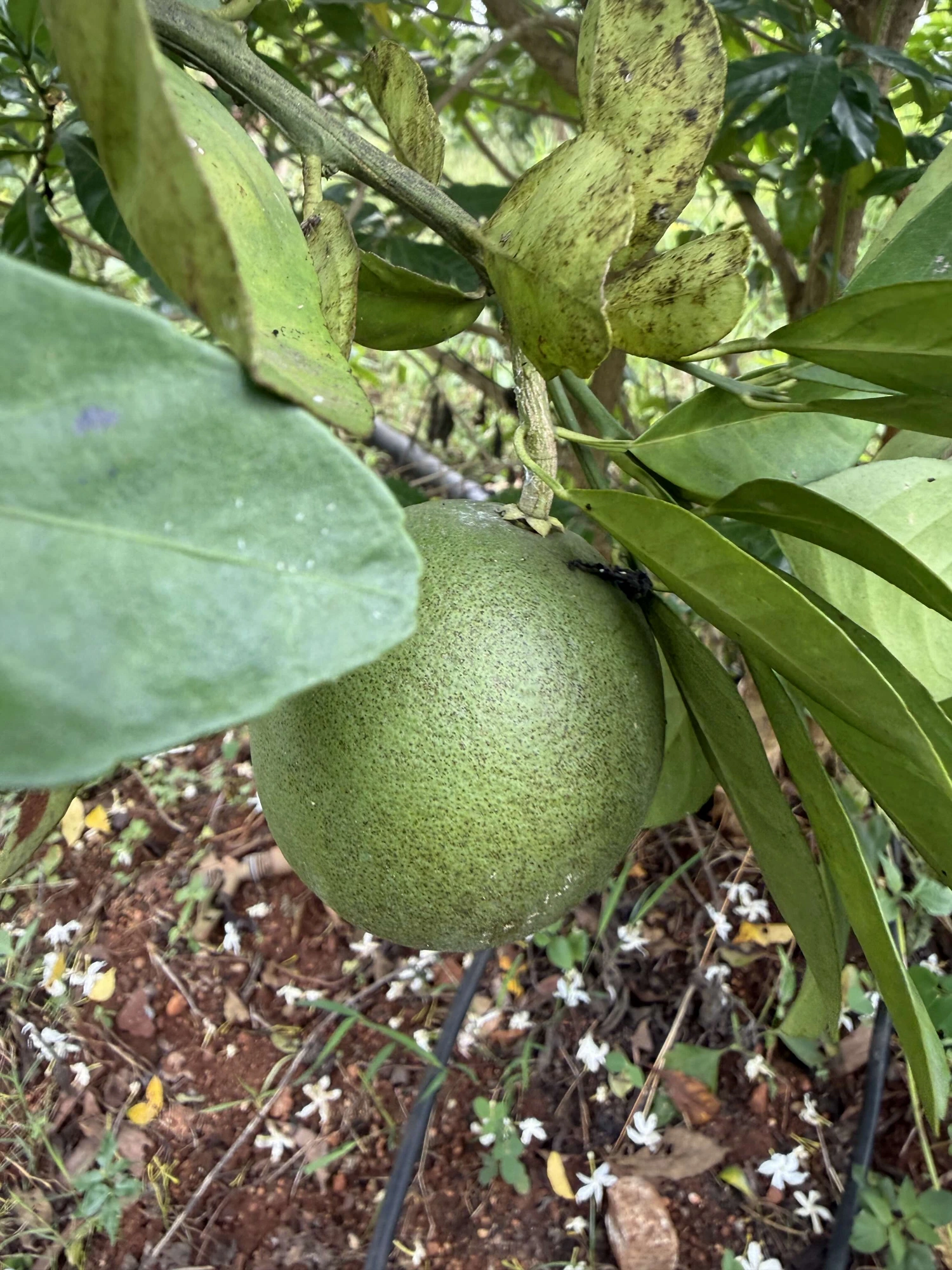 Organic Sweet Lime (ಮೋಸಂಬಿ) grown at Bilva Farms