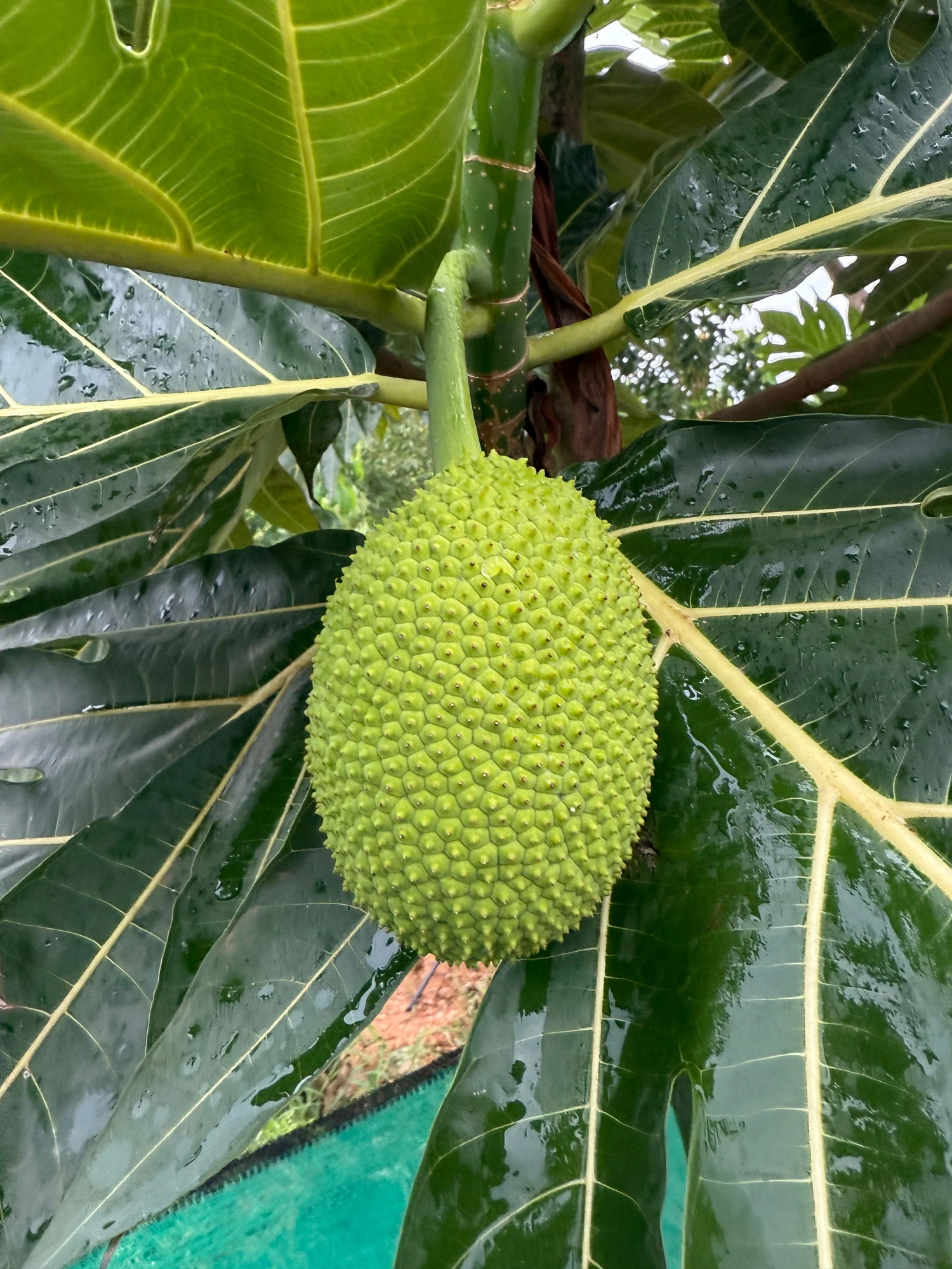 Organic Breadfruit grown at Bilva Farms