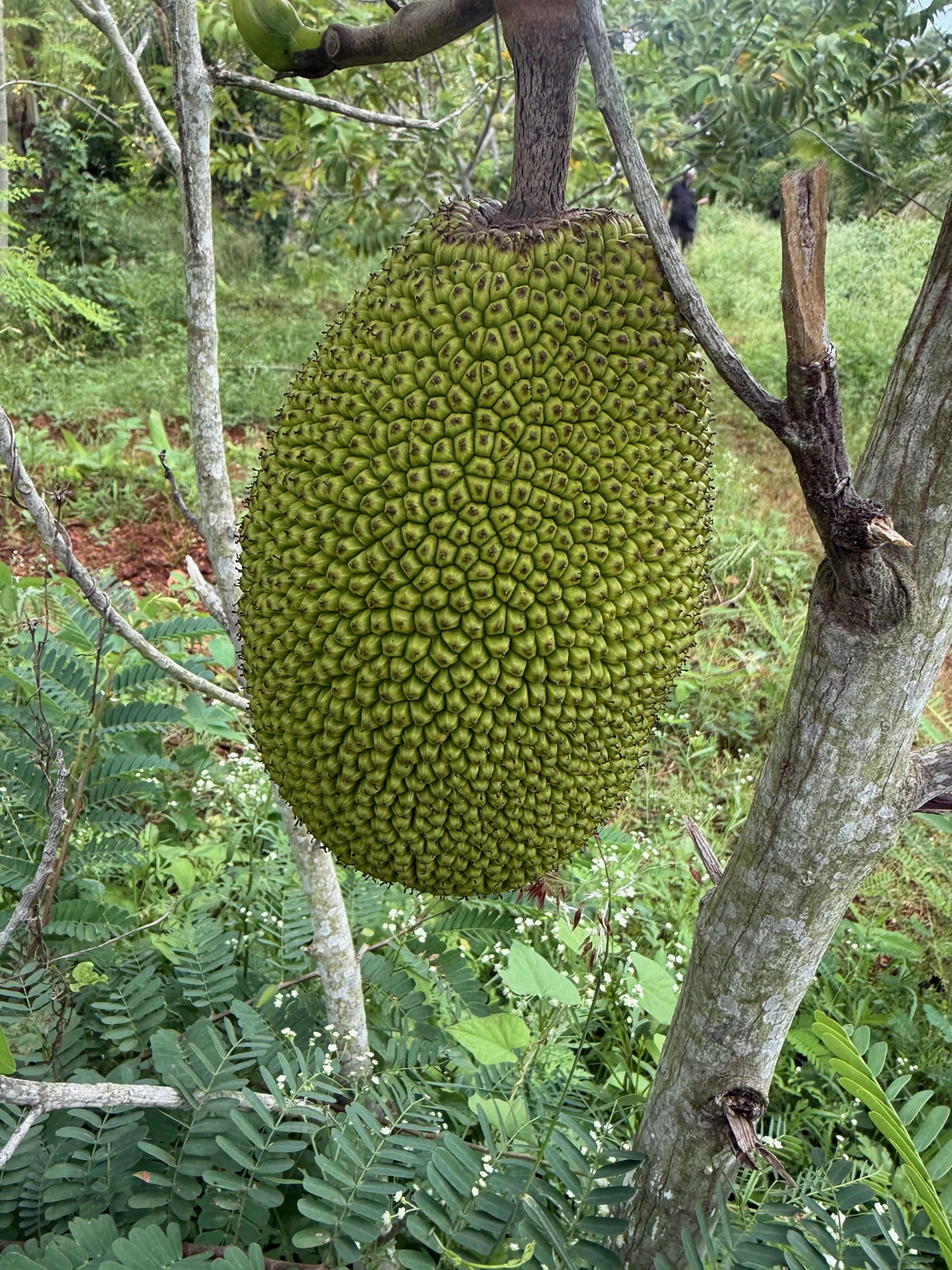 Organic Jackfruit grown at Bilva Farms