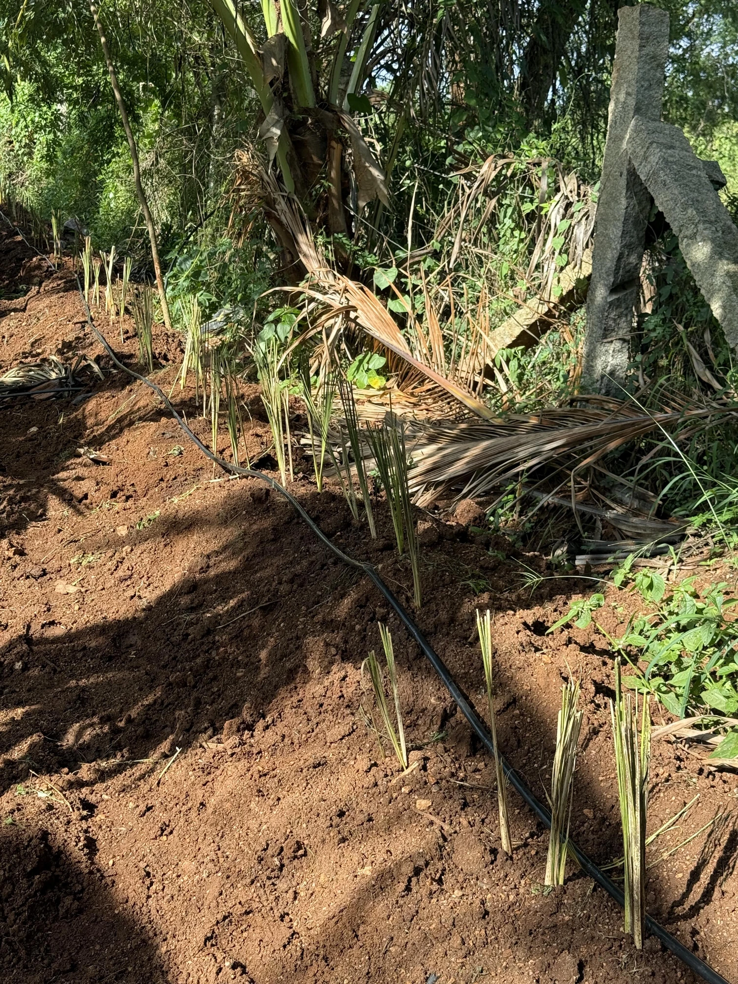 Vetiver planted on the bunds built from soil removed while digging the trenches.