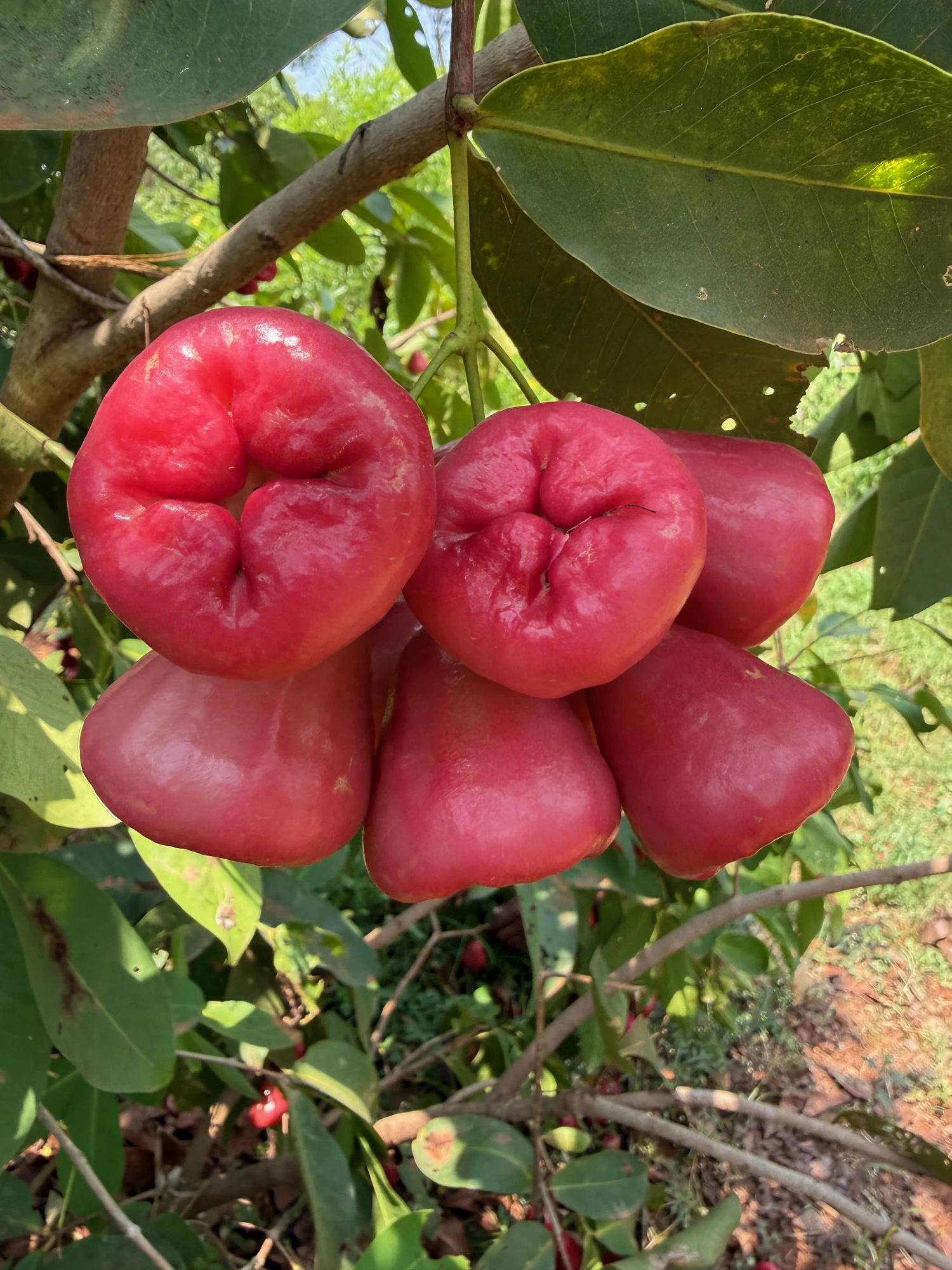 Organic Water Apple grown at Bilva Farms