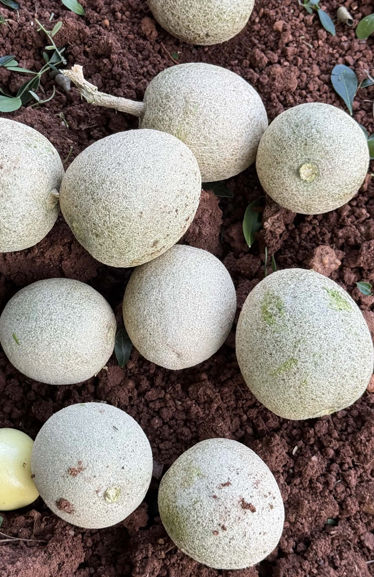 Organic Wood Apple (ಬೇಲದ ಹಣ್ಣು) grown at Bilva Farms