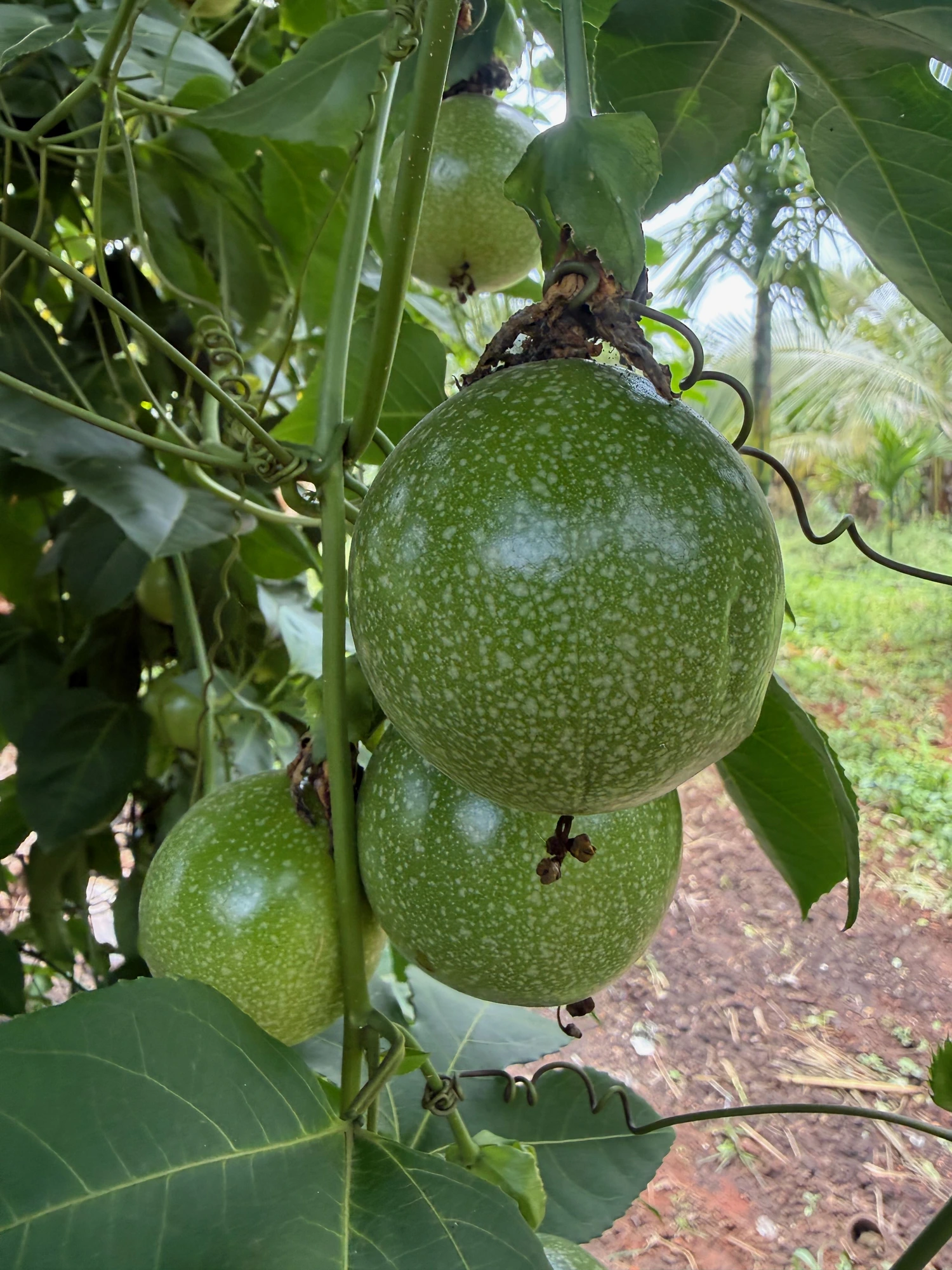 Organic Passion Fruit grown at Bilva Farms