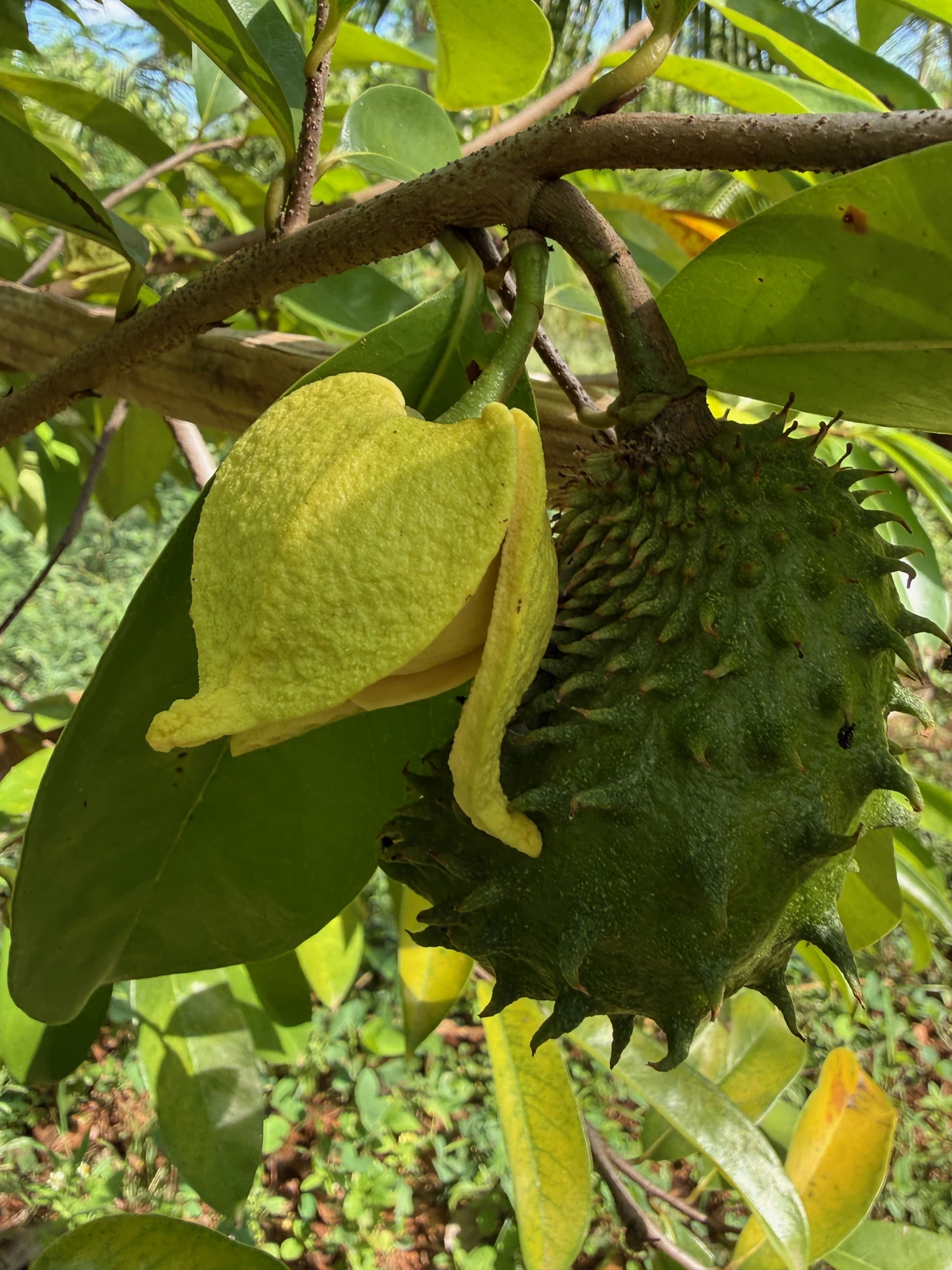 Organic Soursop grown at Bilva Farms