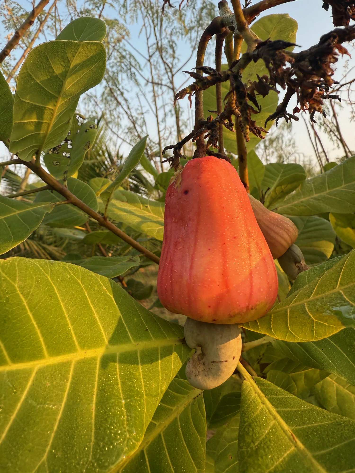 Organic Cashew grown at Bilva Farms