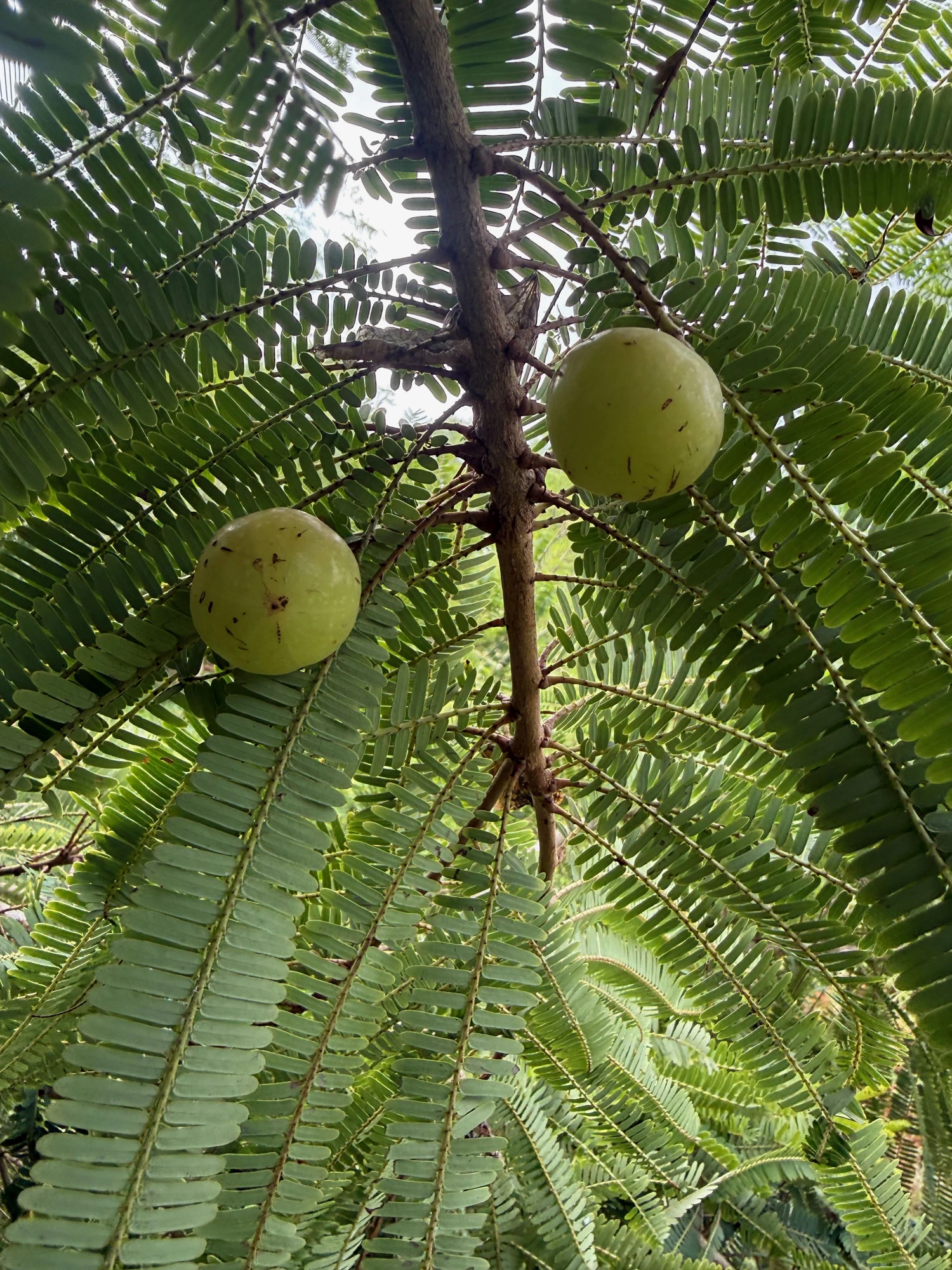 Organic Gooseberry grown at Bilva Farms