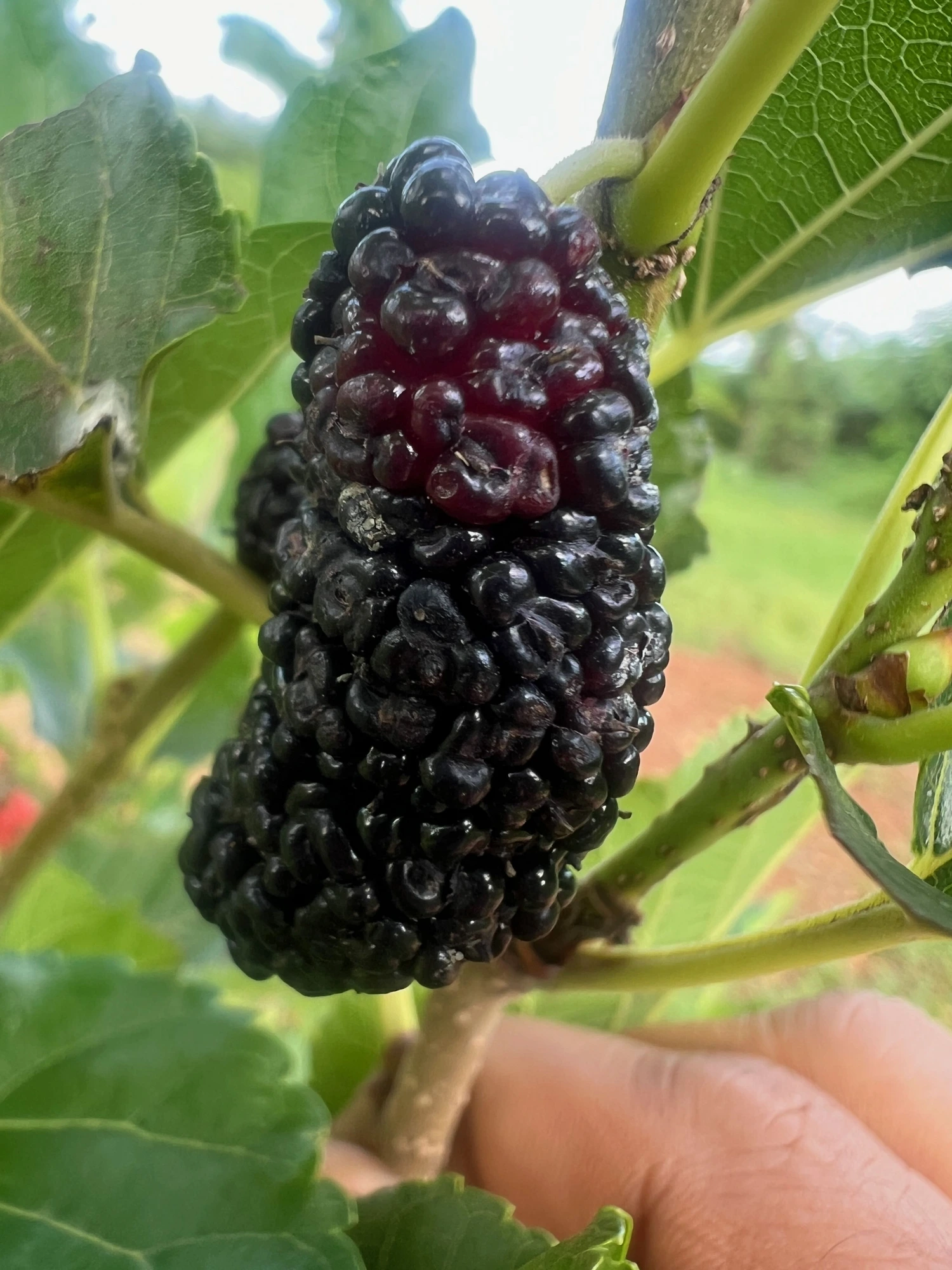 Organic Mulberry grown at Bilva Farms