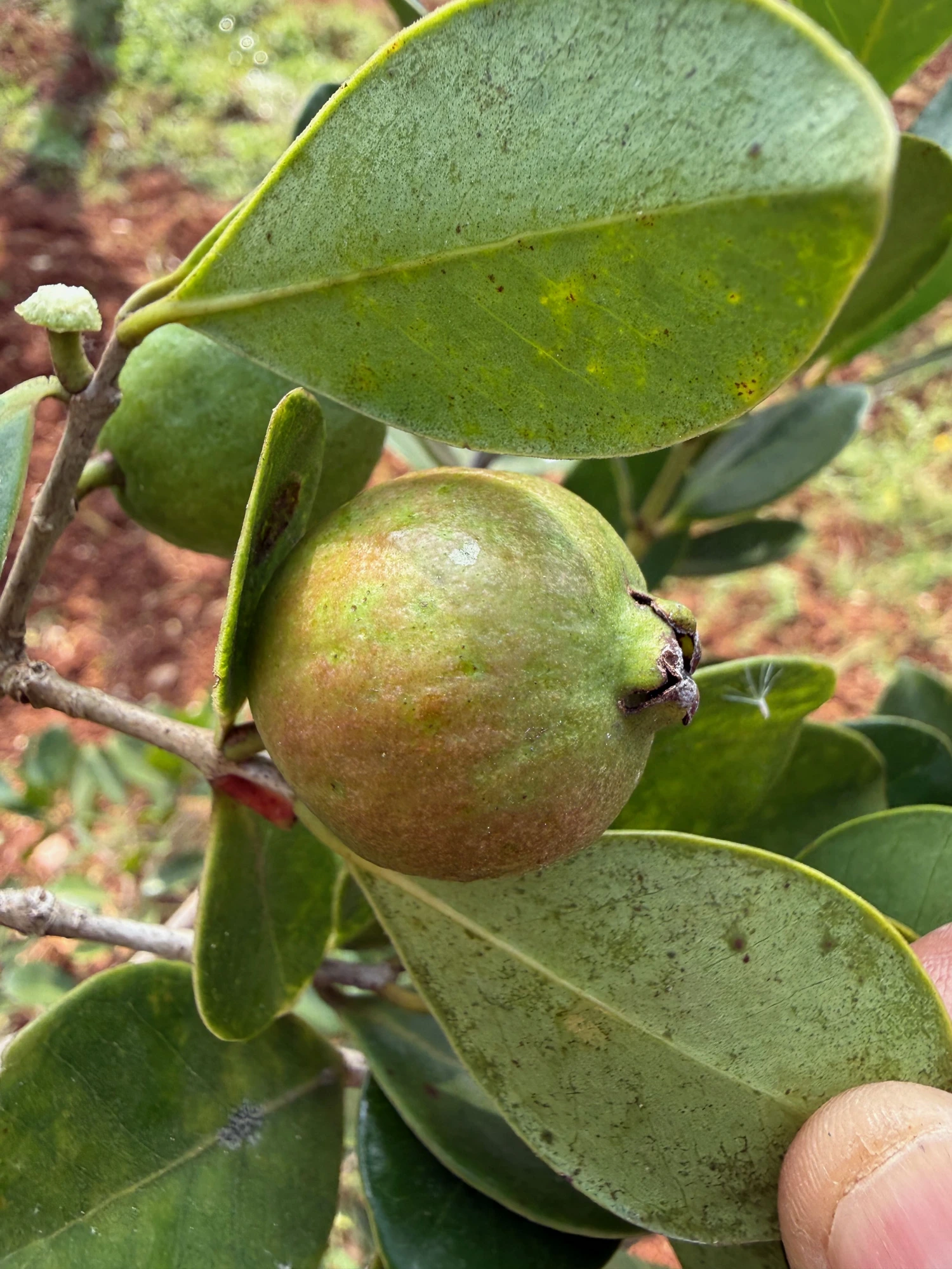 Organic Spicy Guava grown at Bilva Farms