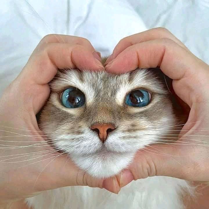 A rescue cat framed by hands in a heart shape