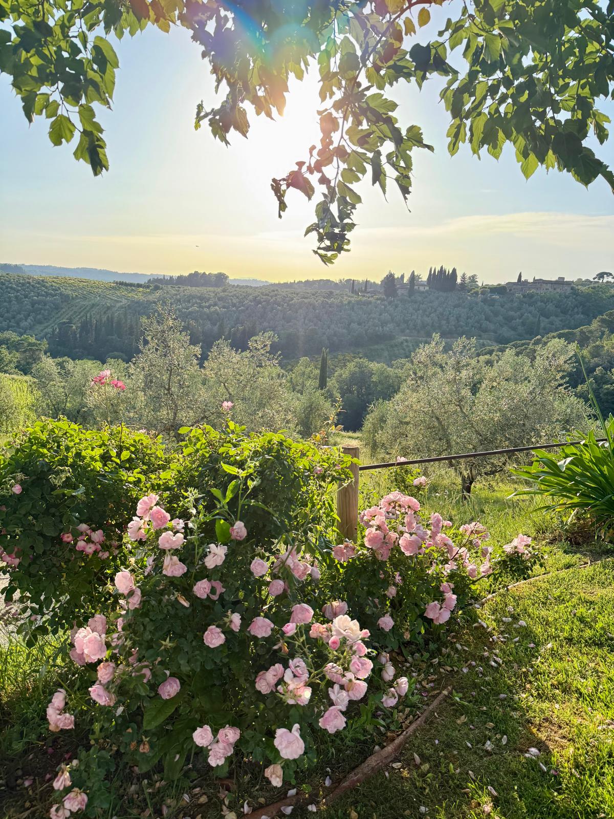 A warm Tuscan garden in bloom