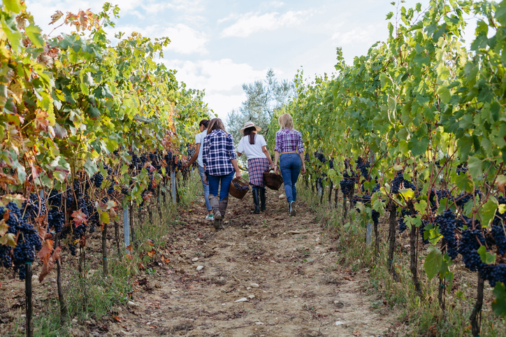Women carrying baskets through a Tuscan vineyard at harvest