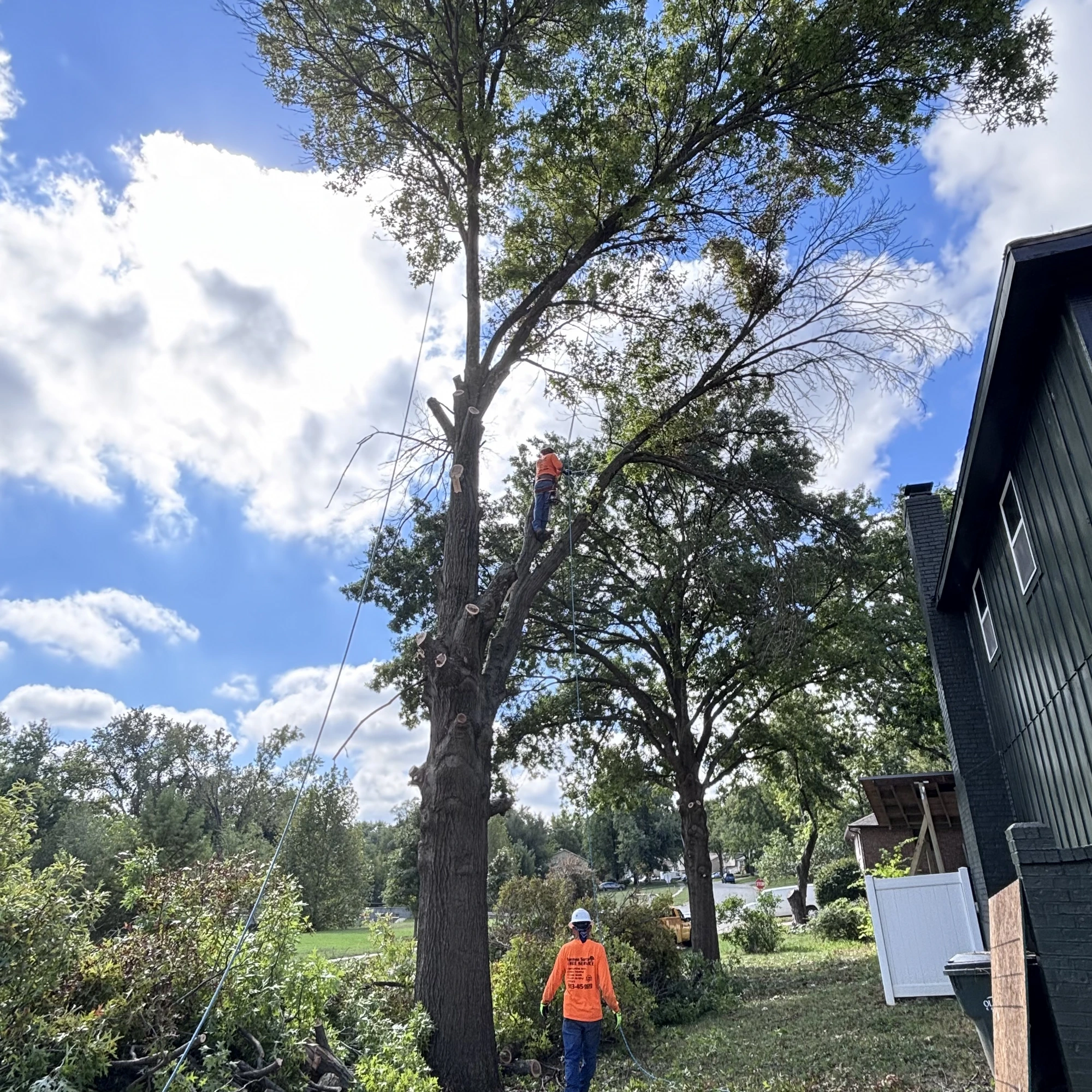 Backyard tree trimming and crown thinning Kansas City