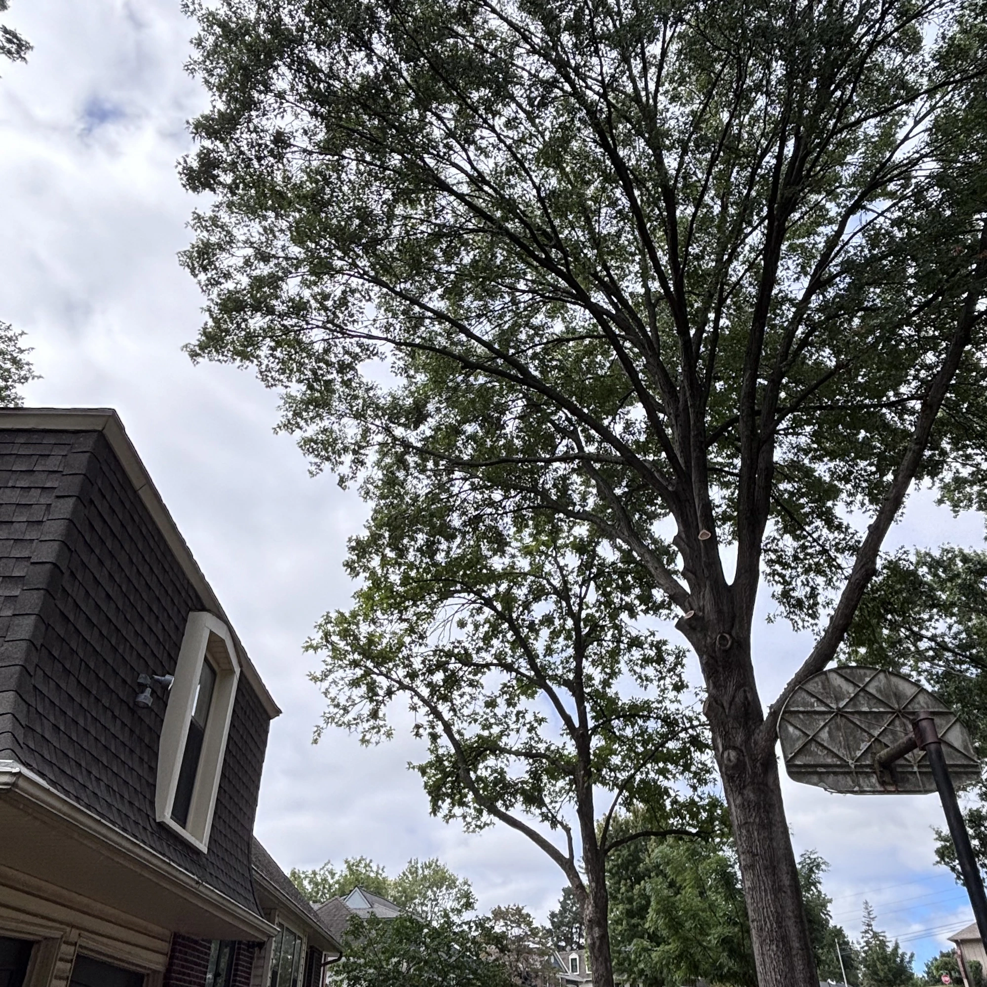 Certified arborist climbing tree for removal Kansas City