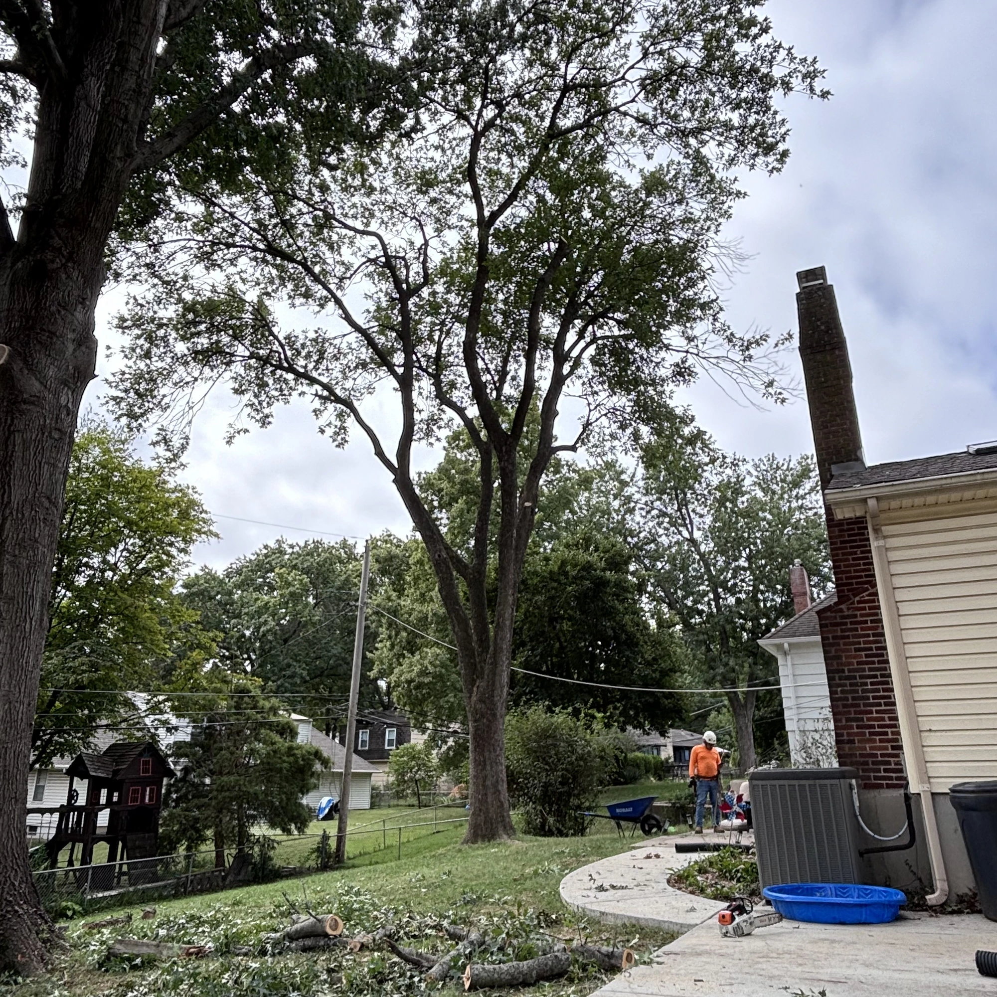 Mature oak tree pruning Kansas City metro