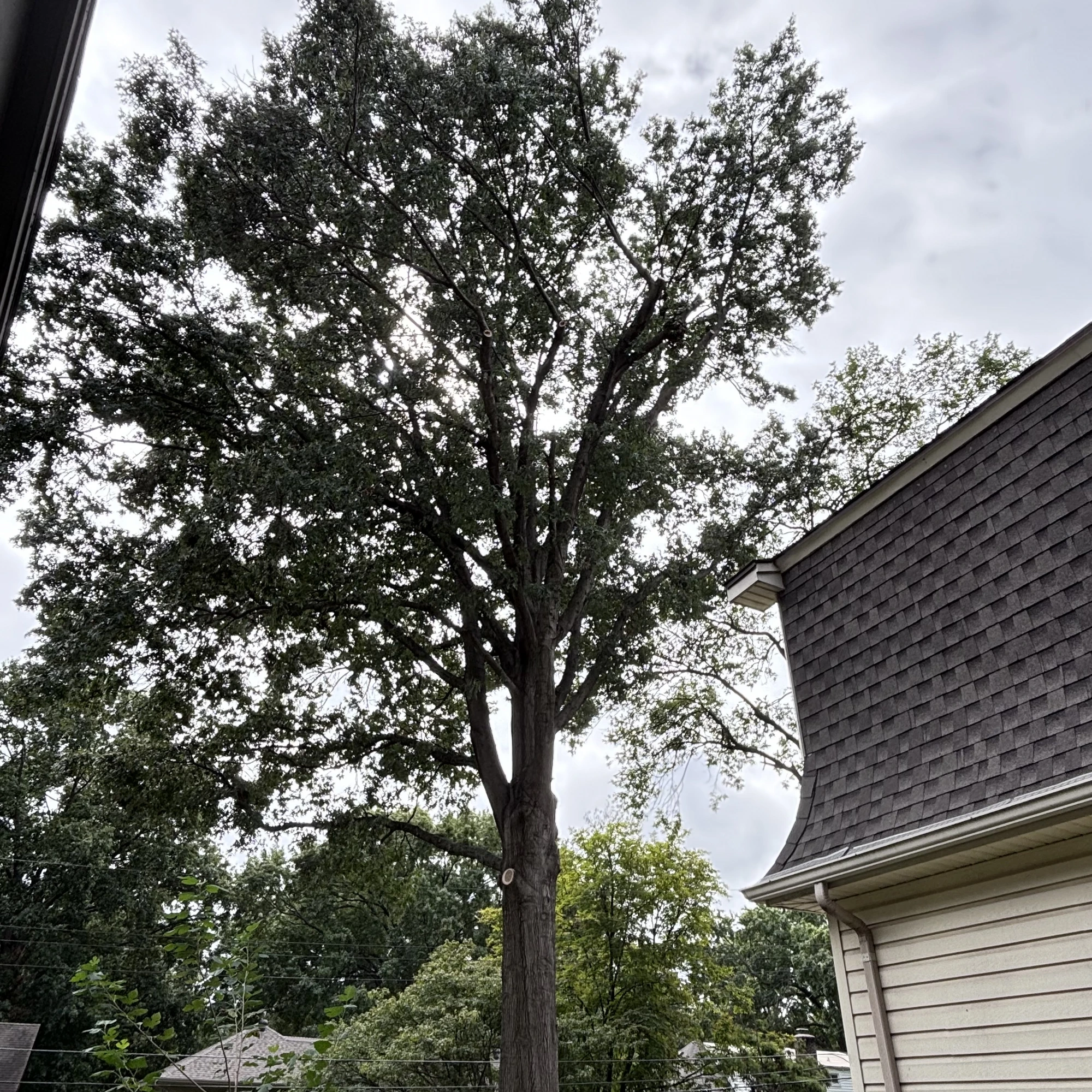 Professional tree trimming and pruning service Kansas City